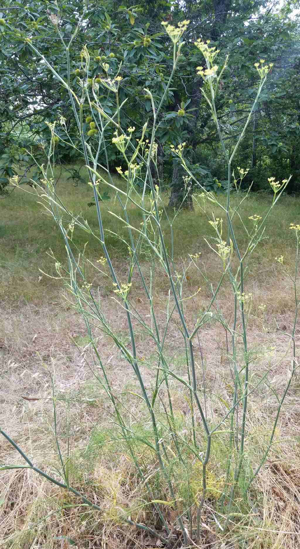 Foeniculum vulgare?